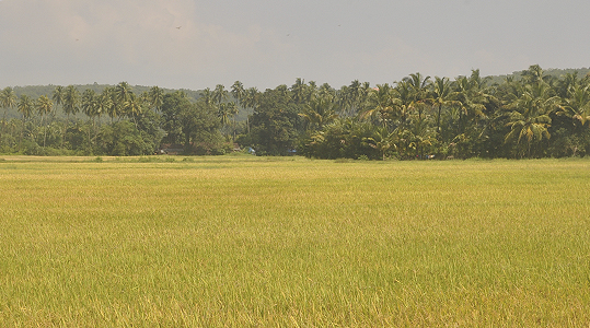 banner for Why buy in Goa ?